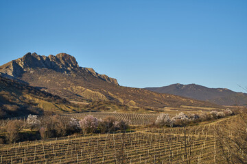 Image of a vineyard in early spring.