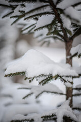 snow covered pine tree