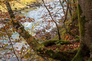 Autumn forest. Clean mountain river in the autumn forest.