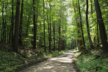 Waldweg im Frühling