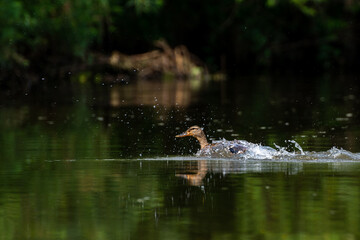 Rozpędzająca się na wodzie kaczka krzyżówka (Anas platyrhynchos) rozchlapuje wodę. 