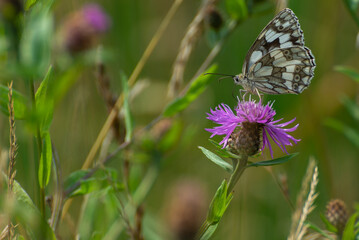 Lewy profil motyla polowca szachownicy (Melanargia galathea syn. Agapetes galathea), pijącego nektar z chabra. Polska wieś w lecie, słoneczny dzień.