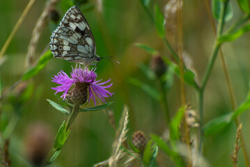 Pospolity czarno biały motyl polski podczas picia nektaru z kwiatu polnego. 