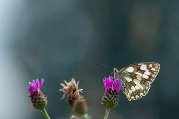 Motyl polowiec szachownica (Melanargia galathea syn. Agapetes galathea) korzystając z kapilary (trąbki) pije nektar z chabra driakiewnika (Centaurea scabiosa L.) przy okazji go zapylając. 