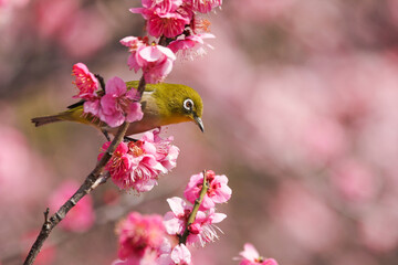 満開の梅の花に止まるメジロ