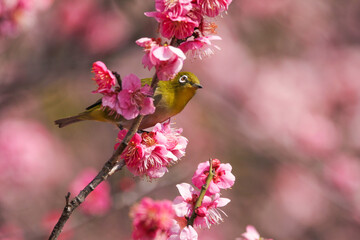 満開の梅の花に止まるメジロ
