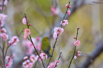 満開の梅の花に止まるメジロ