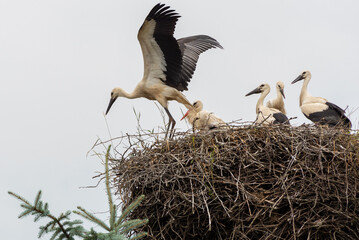 Gniazdo bociana białego (Ciconia ciconia) z pięcioma młodymi pisklętami.
