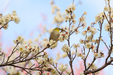 満開の梅の花に止まるメジロ