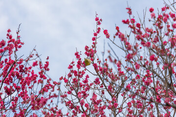 満開の梅の花に止まるメジロ