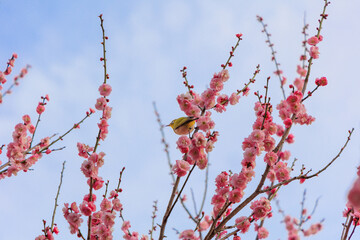 満開の梅の花に止まるメジロ