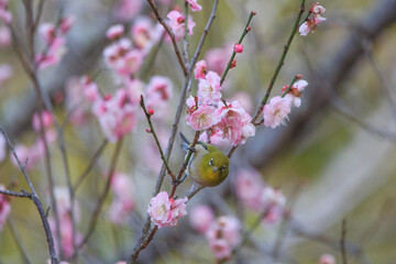 満開の梅の花に止まるメジロ
