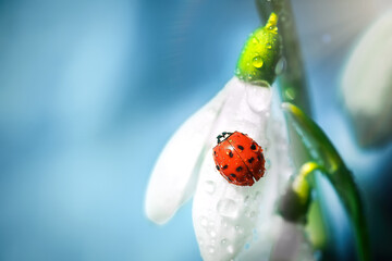 Ladybird Coccinella septempunctata on a snowdrop flower. Spring background. Delicate white flower...