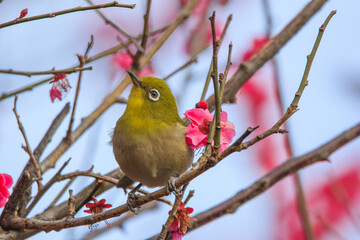 満開の梅の花に止まるメジロ