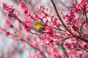 満開の梅の花に止まるメジロ