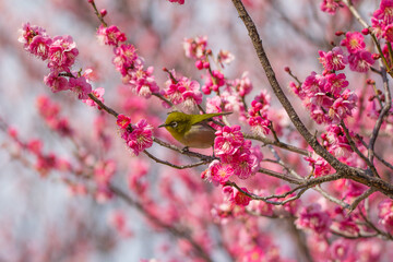 満開の梅の花に止まるメジロ