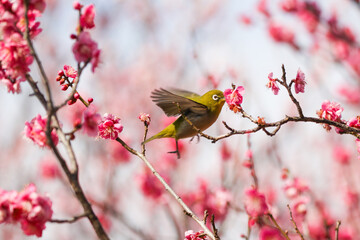 満開の梅の花に止まるメジロ