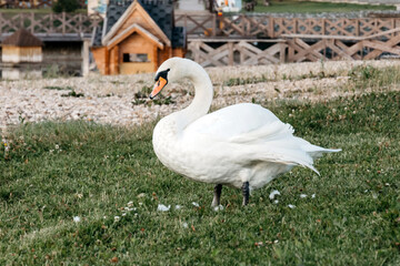 Beautiful white swan on the summer green grass in the park