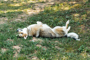 Beautiful siberian dog on the summer grass