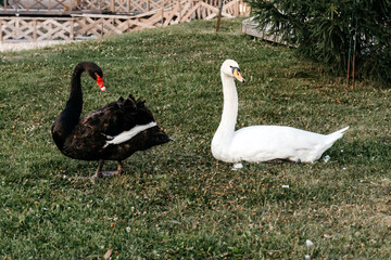 Black and white swan on the summer green grass in the park