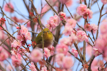 満開の梅の花に止まるメジロ