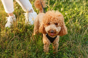 Poodle dog walking in grass. Portrait of poodle puppy on green background