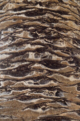 Palm tree trunk detail of the background pattern. Palm tree trunk texture .Cracked bark of old tropical palm trees. Upper trunk detail of palm tree background texture pattern. Exotic travel. Jungle