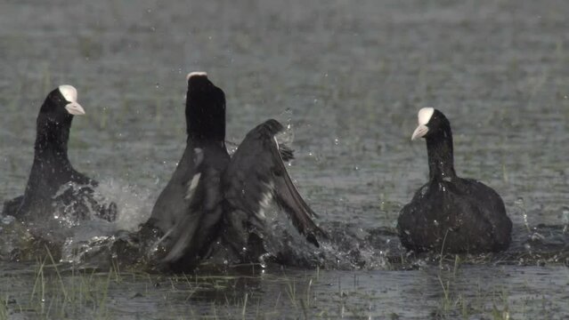 coots in springtime in germany