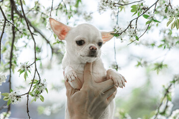 Portrait of a beautiful chihuahua in white flowers. High quality photo