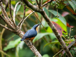 A nuthatch on a branch of a tree