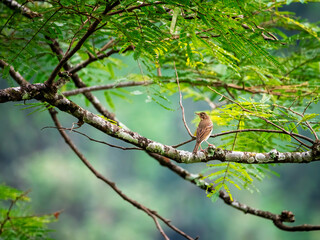 a single bird sitting on a branch of a tree