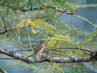a small bird on a branch