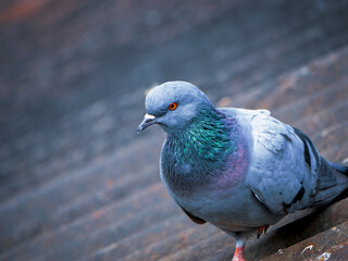 close up of a pigeon