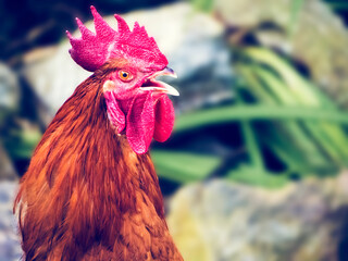 close up of a rooster