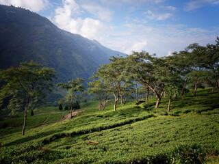 Fototapeta na wymiar Tea plantation in the mountains