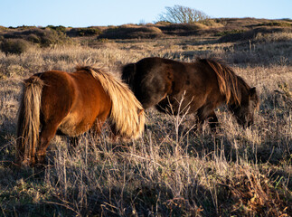 Wild Ponies.