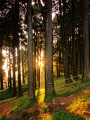 autumn forest in the morning