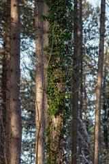 Fototapeta premium sunlit trunks in the forest