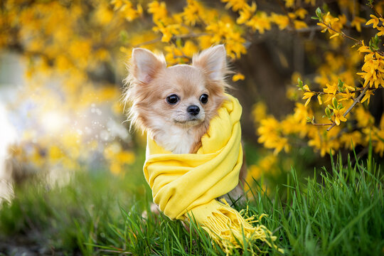Portrait of a beautiful chihuahua in a yellow scarf in yellow flowers. High quality photo