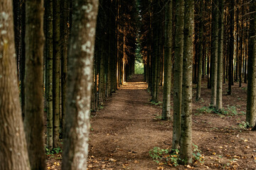 Alley in a dark forest with sunbeams in autumn