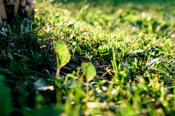 Green grass in sunbeams in summer close up