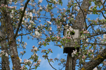 White-pink flowers of an apple tree blooming in spring against a blurry background of an old birdhouse and a blue sky. The concept of the arrival of new life in the spring garden. Selective focus