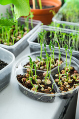 Home gardening. Growing micro greens and beans on the windowsill
