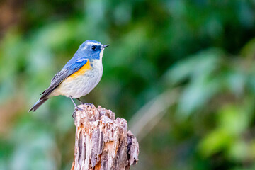 ルリビタキ　オス