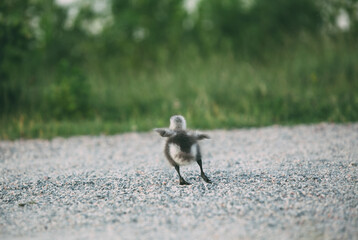 Barnacle goose gosling crossing a path, learning to fly. Green grass in the background. Branta...