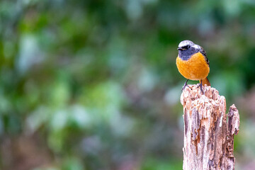 ジョウビタキオス