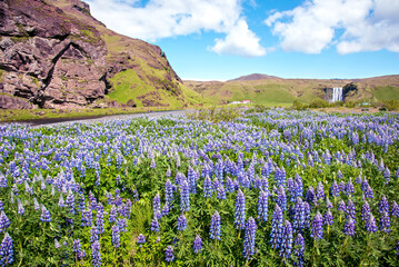 Magical majestic dramatic scenic landscape with lupine flowers on background of waterfall Skogafoss in Iceland. Exotic countries. Amazing places.