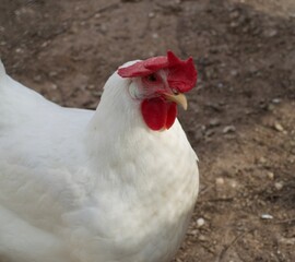 white rooster on the farm