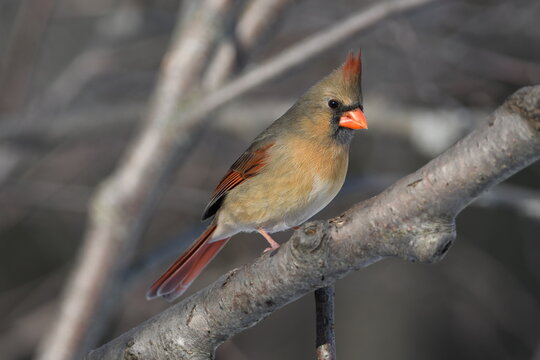 Close up of a female Northern Cardinal bird 