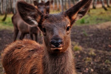 Fototapeta premium Animals - traditionally (since Aristotle) distinguished category of organisms, currently considered as a biological kingdom.